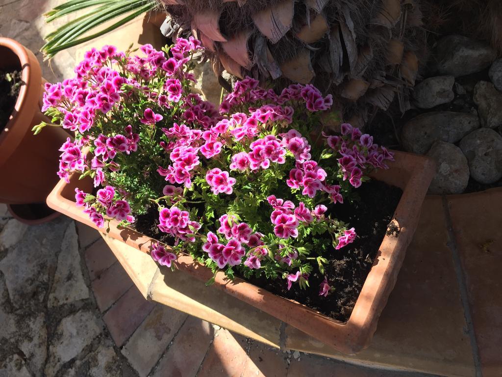 B&B Limone San Leone Bagian luar foto